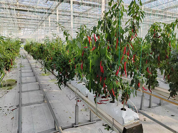 棗莊無土栽培辣椒種植