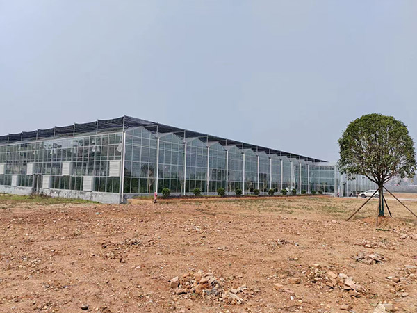 玻璃溫室大棚無土栽培