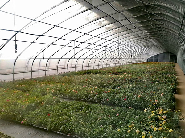 南通日光溫室造價