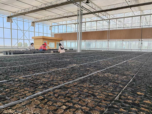 南通育苗無土栽培