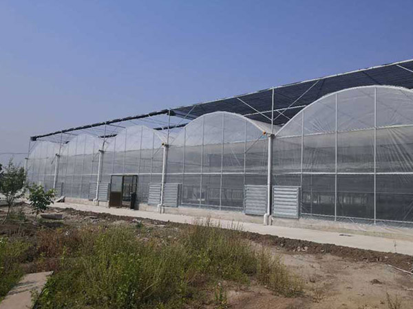 日照連棟薄膜大棚建設(shè)